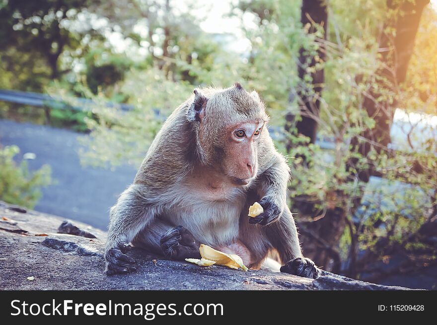 Animal life. Long-tailed macaque Macaca fascicularis eating banana which people bring to it. Jungle monkey out of the woods, living in the city, outdoor with sunlight on summer at park in thailand.