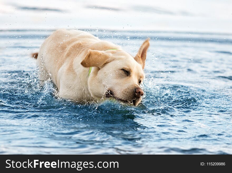 Beige labrador swims in the water i