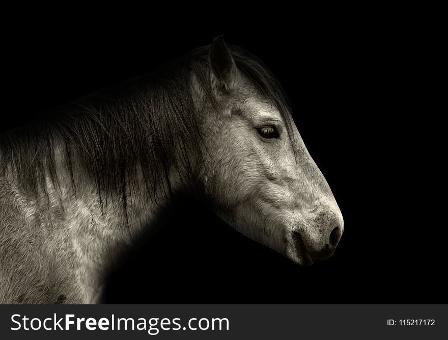 Horse portrait isolated on black