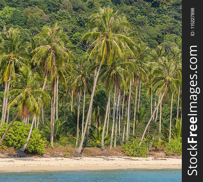 Palm trees on beautiful tropical beach on Koh Chang island in Thailand