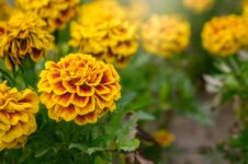 Marigold Flowers In The Garden On Summer , Yellow Flowers ,beautiful Flowers On Summer In The Nice Day Herb Flowers Royalty Free Stock Image