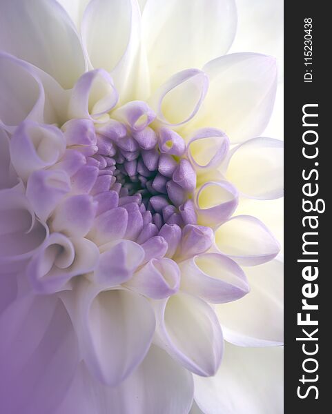 Beautiful flower Dahlia close-up, for decoration indoor, pictures and postcards