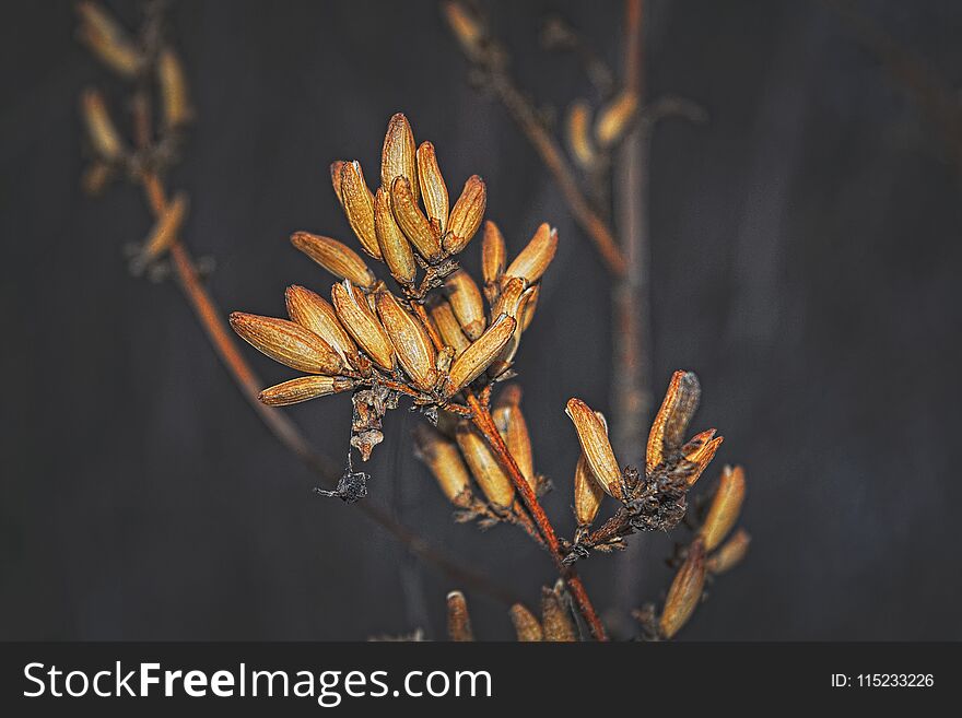 Stems of withered plants abstract autumn background