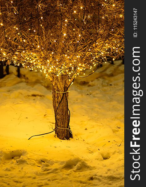 Bush decorated with yellow garland in snowy park at night. Bush decorated with yellow garland in snowy park at night.