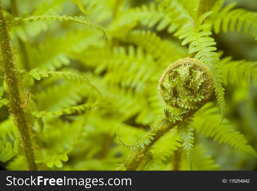 Fern, a vascular plant, unrolling fiddlehead shaped young frond, green leaves in background. Fern, a vascular plant, unrolling fiddlehead shaped young frond, green leaves in background