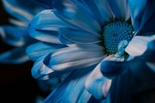 BLUE AND WHITE MACRO OF A DAISY Stock Photos