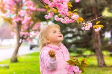 Little Charming Blonde Girl With Blue Eyes Looking Cherry Royalty Free Stock Images