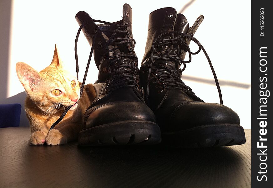 Cat playing with the laces of a pair of army boots. Cat playing with the laces of a pair of army boots