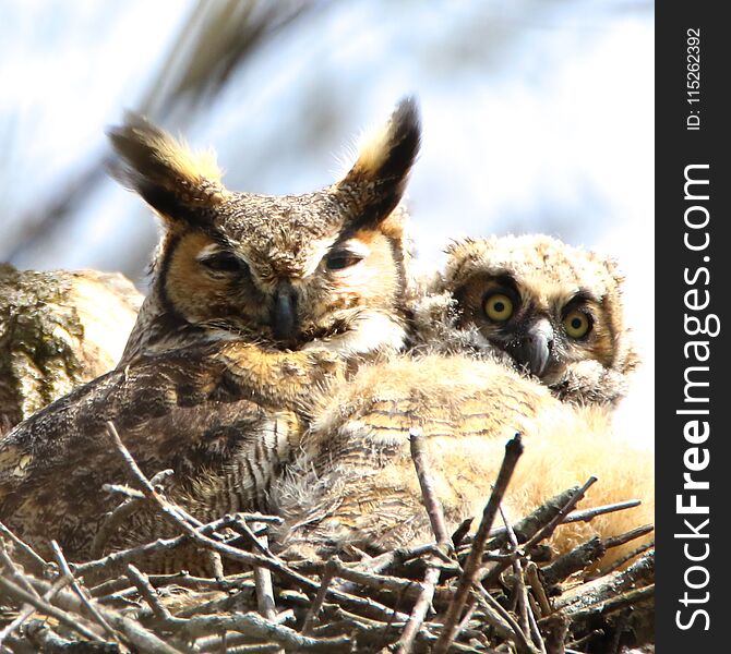 Great Horned Owl nesting with owlet. Great Horned Owl nesting with owlet