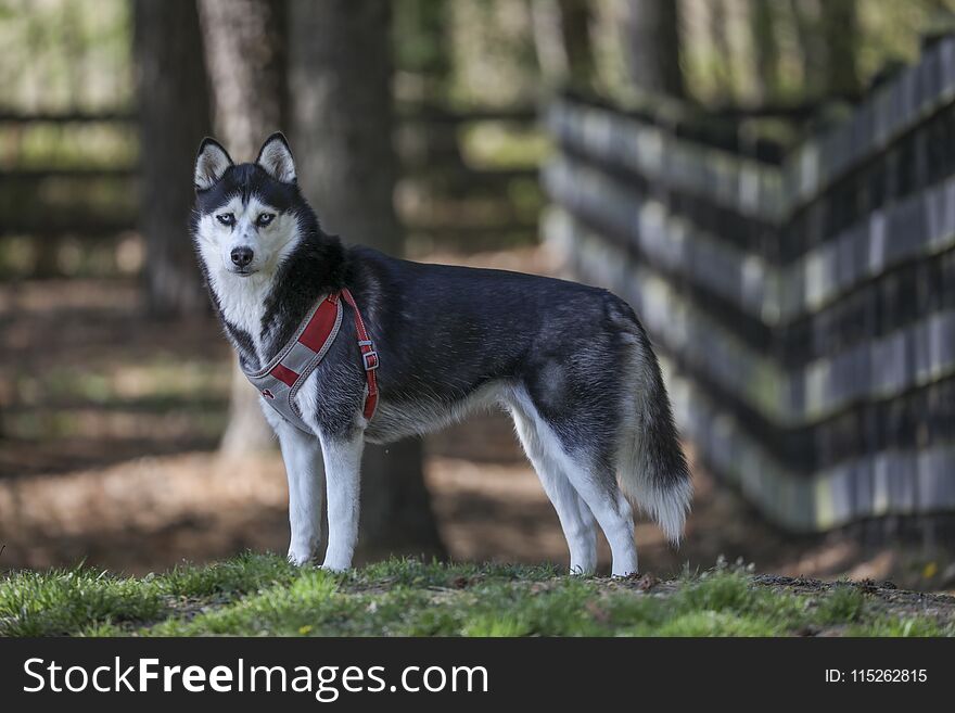 Beautiful husky posing at the park. Beautiful husky posing at the park