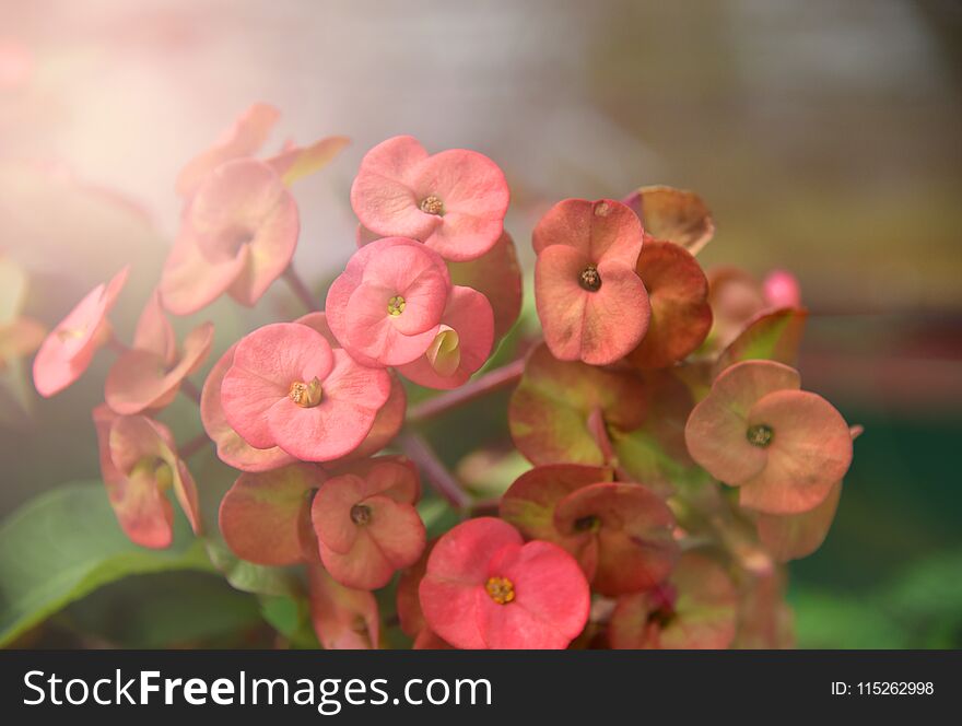 Euphorbia milli Flower crown of thorns in nature