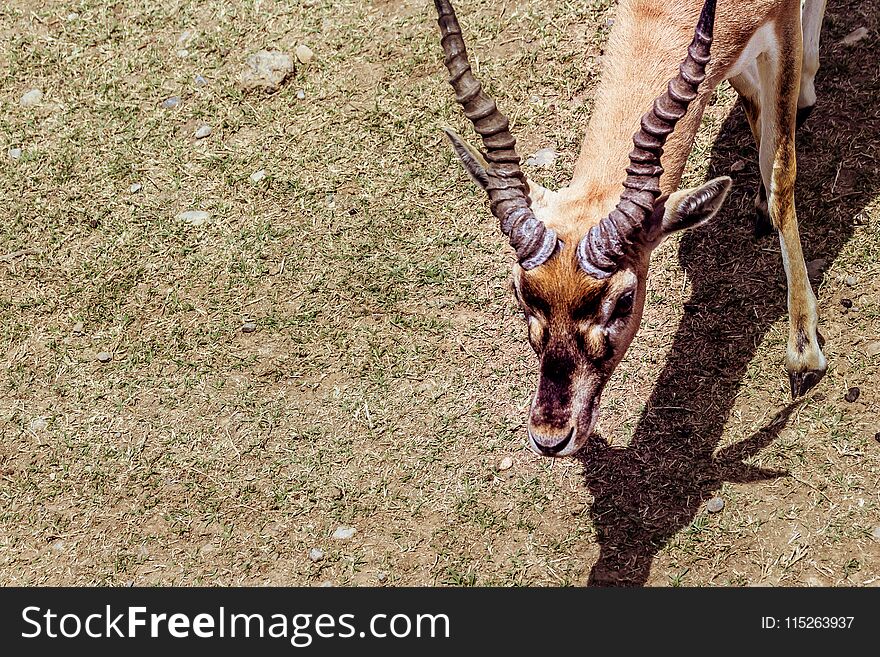 Photograph of an Antelope closeup portrait. Photograph of an Antelope closeup portrait