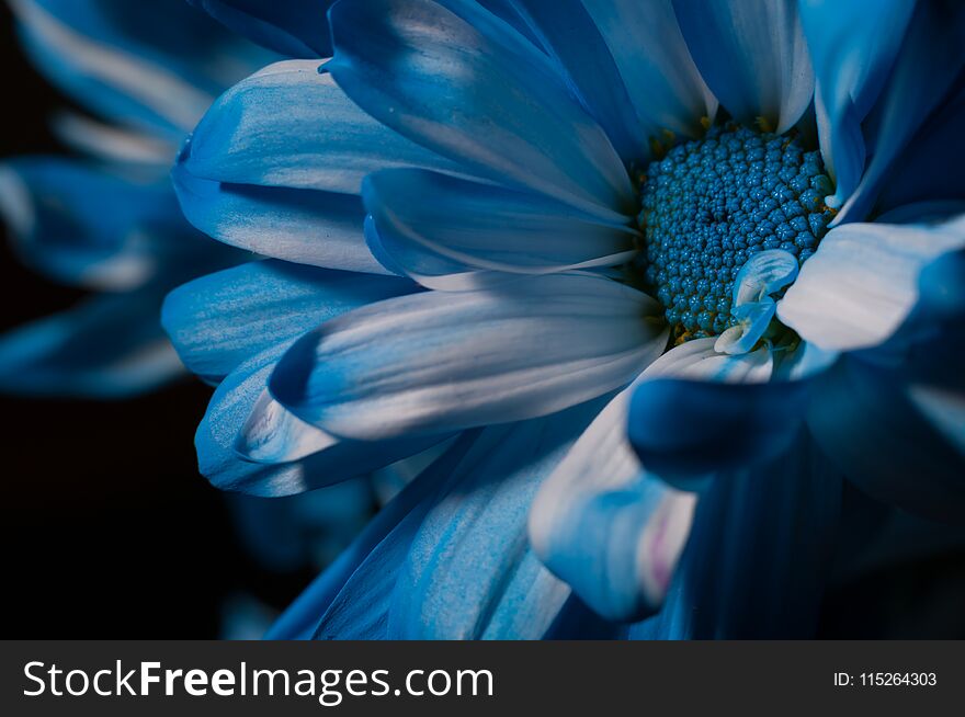 BLUE AND WHITE FLOWER CLOSEUP WITH BLURRED BACKGROUND, BLUE DAISY, FLOWER, GARDEN, NATURE. BLUE AND WHITE FLOWER CLOSEUP WITH BLURRED BACKGROUND, BLUE DAISY, FLOWER, GARDEN, NATURE