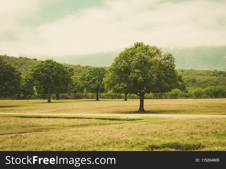 Photograph of a grove in which a tree stands out on the right side of the image