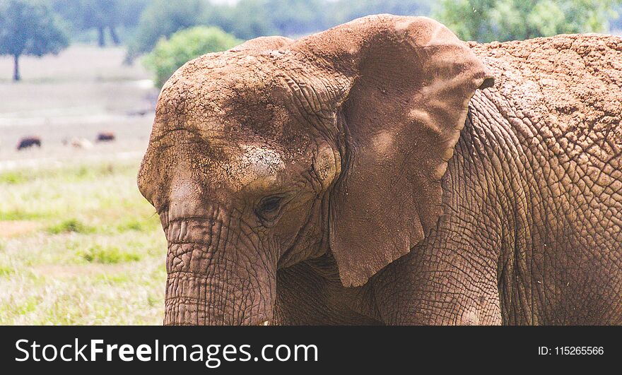 Photograph of an elephant in the field. Photograph of an elephant in the field