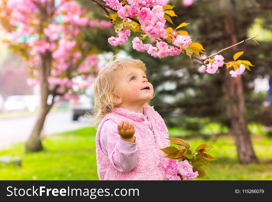 Little charming blonde girl with blue eyes looking at a cherry blossom branch. Little charming blonde girl with blue eyes looking at a cherry blossom branch