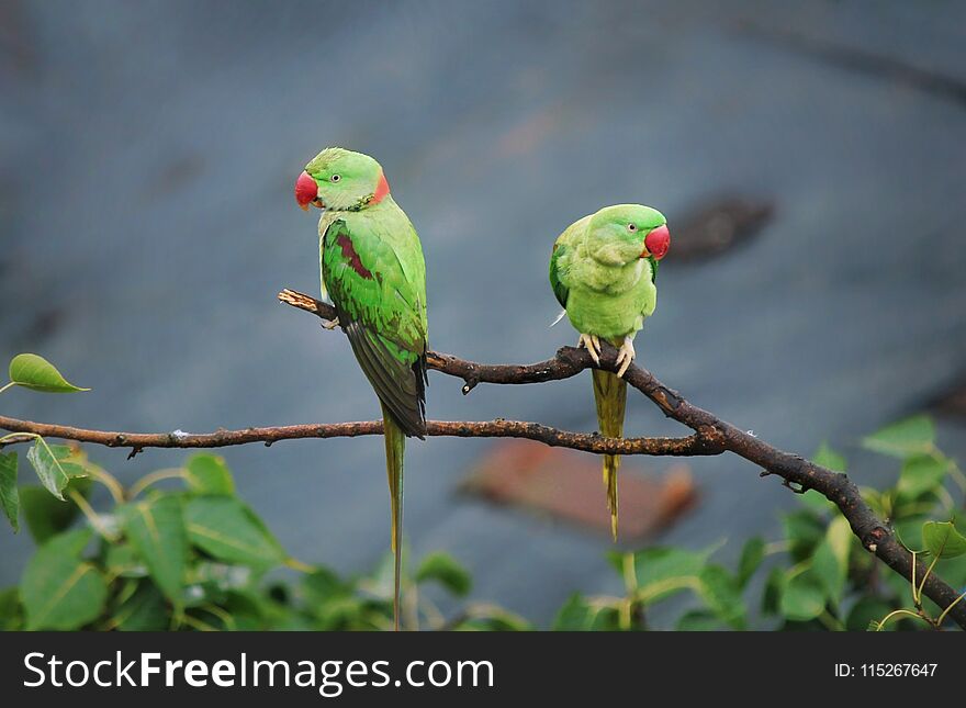 Beautiful pair sitting on a tiny branch. Beautiful pair sitting on a tiny branch