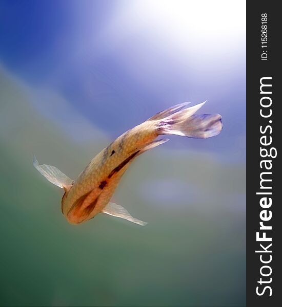 Small fish seen from below swimming in water