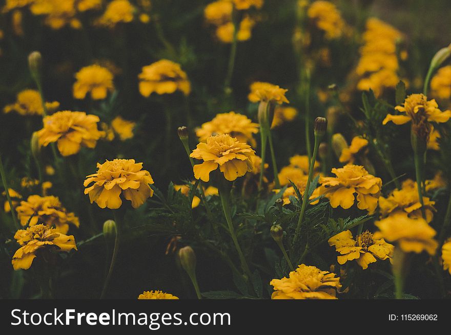 Shallow Focus Photography of Yellow Flowers