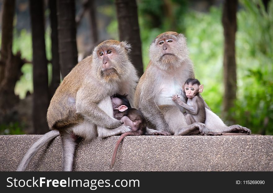 Photo of Monkeys