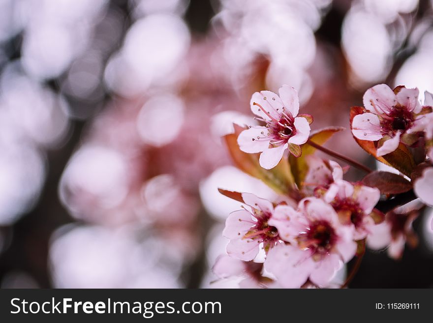 Selective Focus Photography of Cherry Blossom