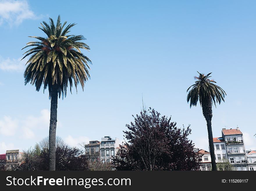 Photo Of Two Palm Trees