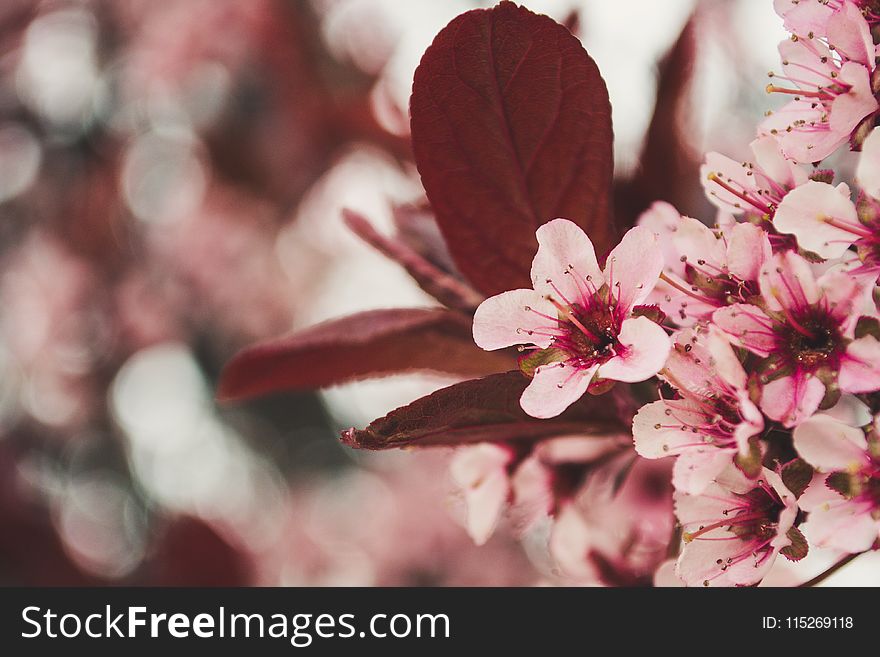 Photo Of Pink Cherry Blossoms