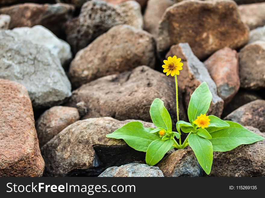 Two Yellow Flowers Surrounded by Rocks