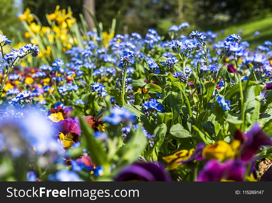 Purple and Blue Flowers