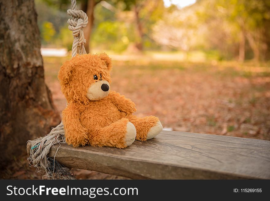 Close-Up Photography of Teddy Bear on Wooden Swing