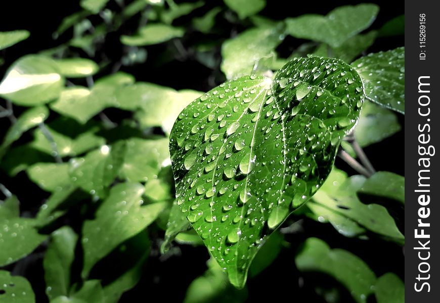 Green Leaf With Water Droplets On Top