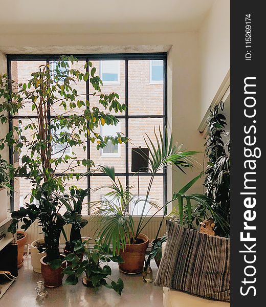 Variety Of Green Leaf Plants On Table Infront Of Window