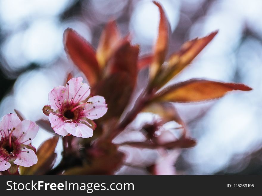 Photo Of Bloomed Pink Cherry Blossom