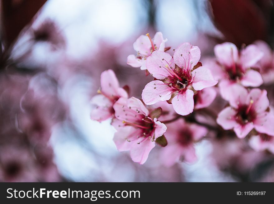 Photo of Pink Cherry Blossoms