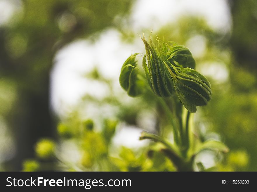 Macro Photography Of Flowers Buds