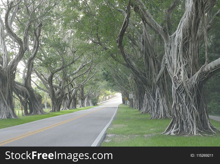 Concrete Road Beneath a Trees