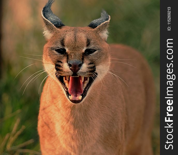 Close-up Photo of Brown Wild Cat