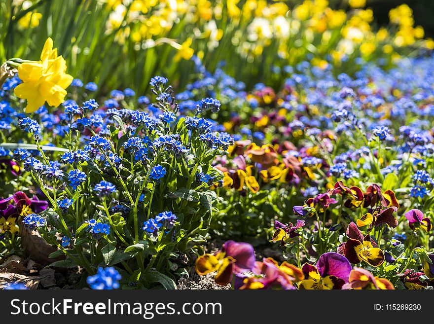 Photo of Assorted-color Flowers at Daytime