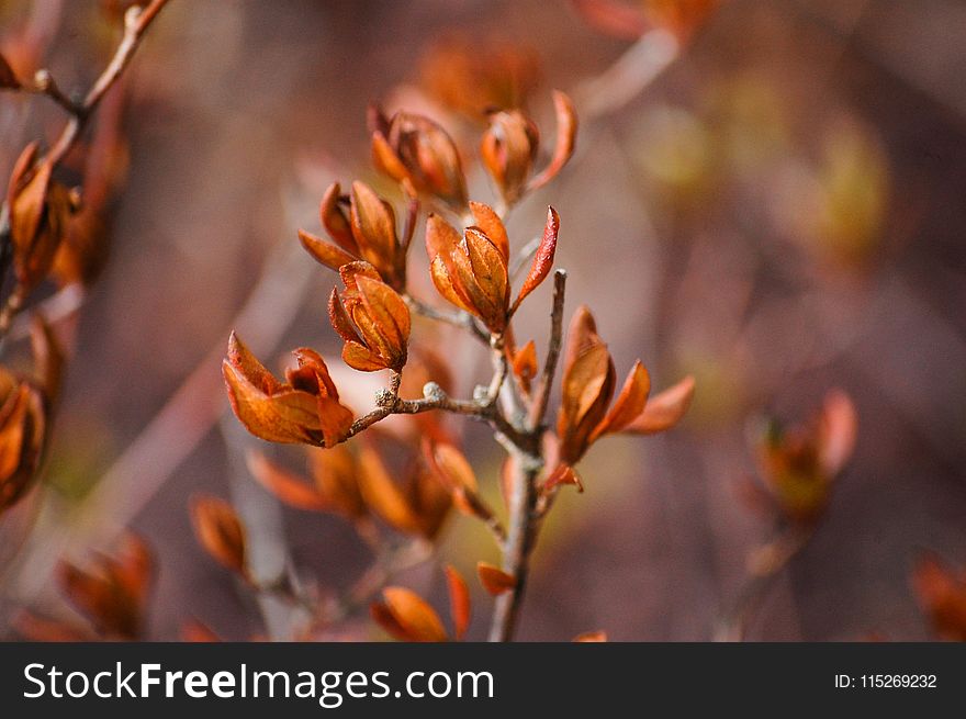 Selective Focus Photography of Orange Petaled Flower