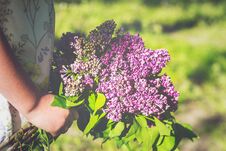 Little Girl Holding Lilac Flowers Royalty Free Stock Photos