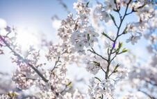 Sakura Tree And Bright Clear Blue Sky. Sunlight In Background Royalty Free Stock Images