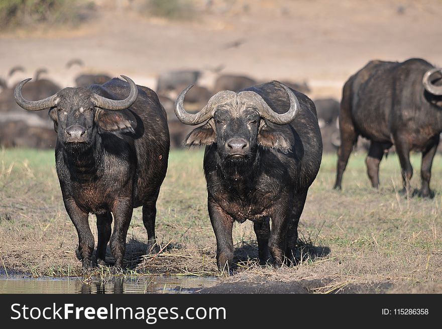 Water Buffalo, Wildlife, Terrestrial Animal, Horn