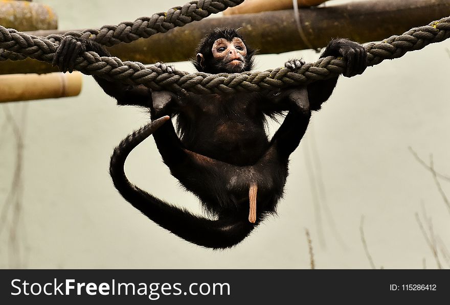 Primate, Religious Item, Common Chimpanzee, Great Ape