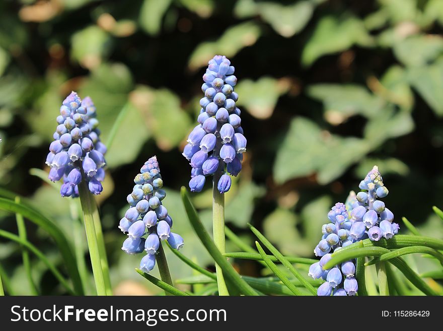 Plant, Flower, Spring, Hyacinth