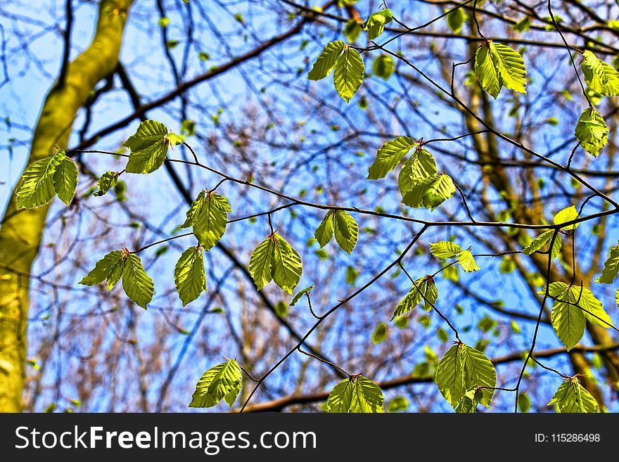 Branch, Tree, Leaf, Flora