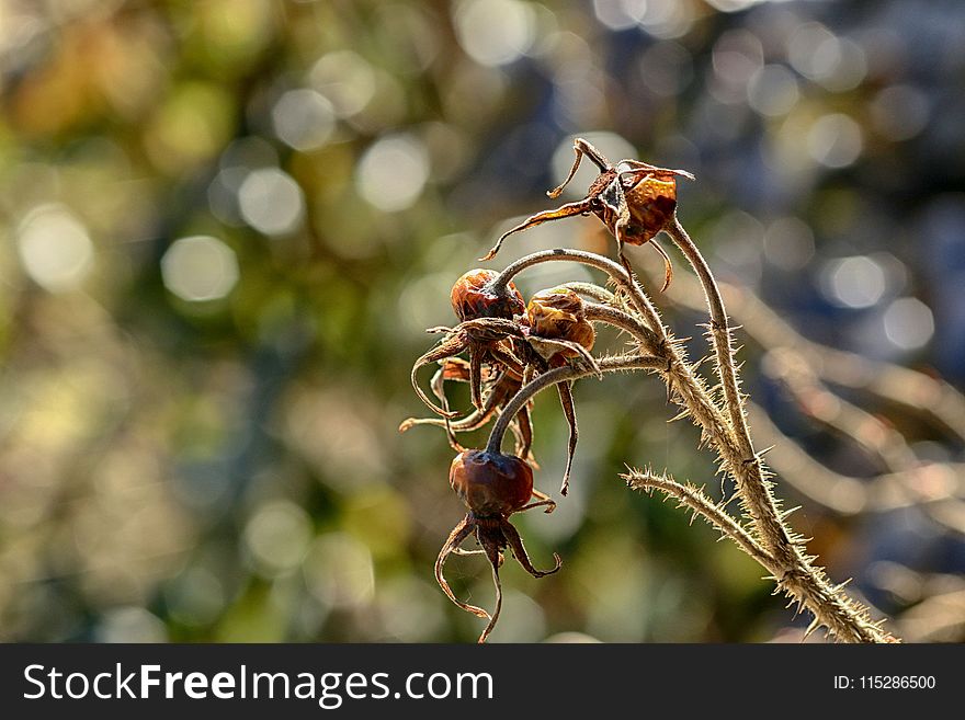 Insect, Pest, Macro Photography, Close Up