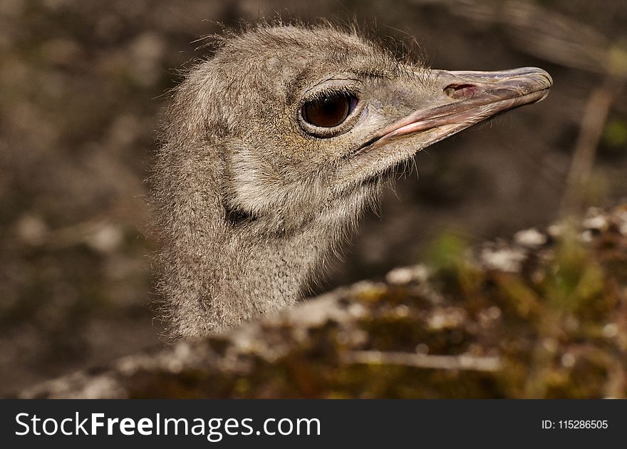 Ostrich, Bird, Beak, Fauna