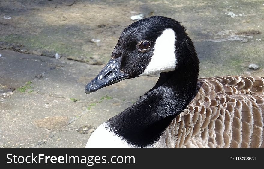 Fauna, Duck, Water Bird, Beak