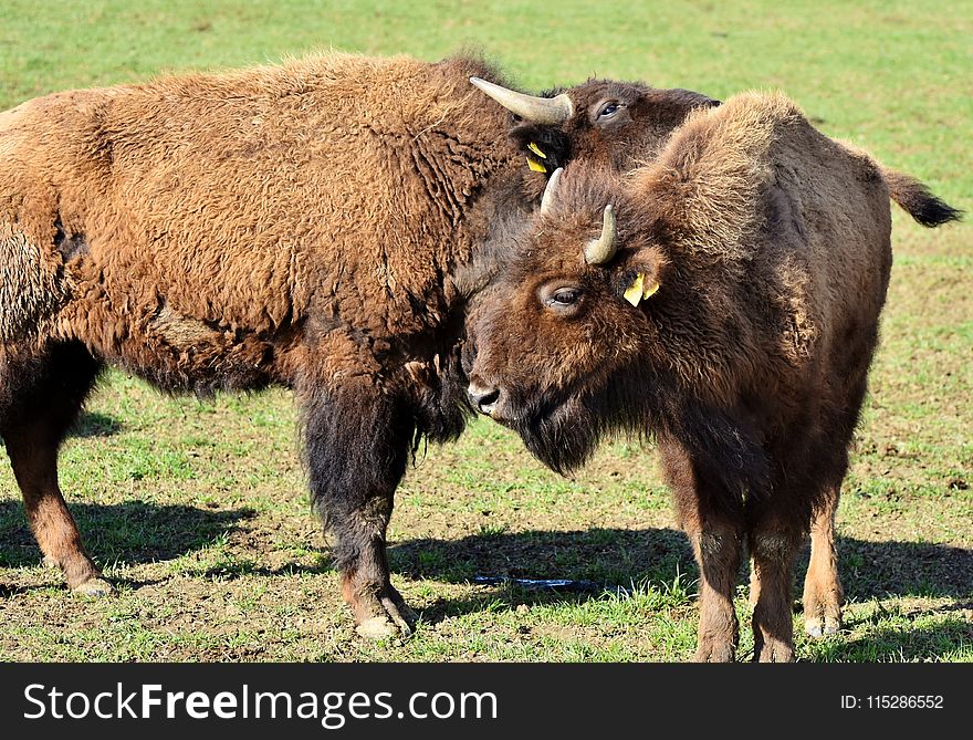 Bison, Cattle Like Mammal, Terrestrial Animal, Wildlife