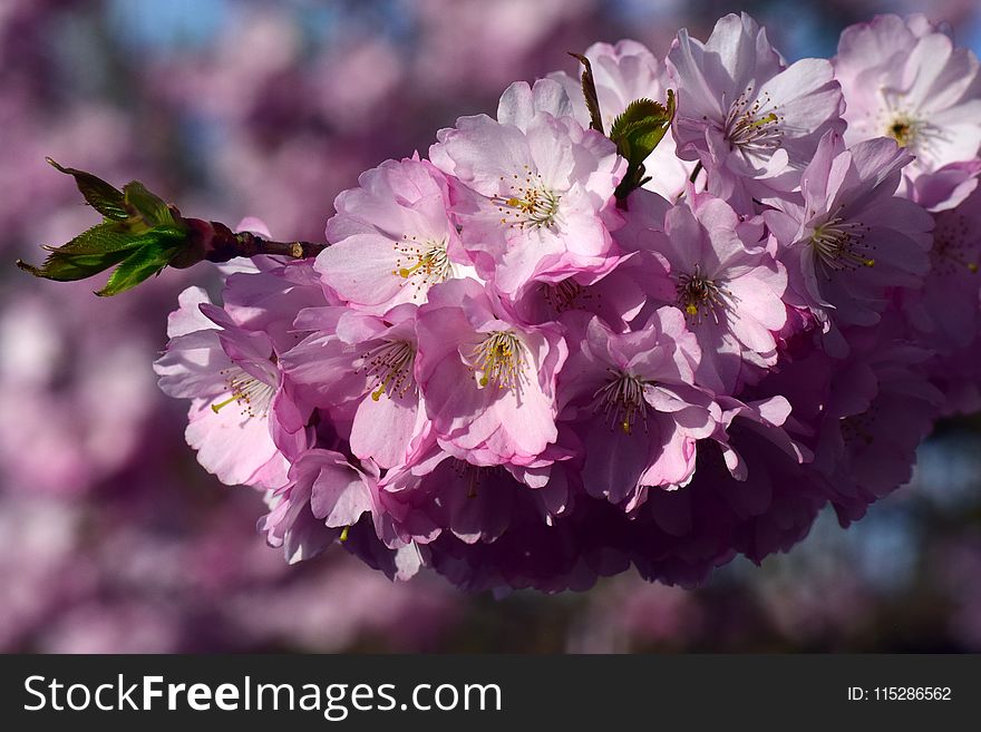 Flower, Pink, Blossom, Cherry Blossom